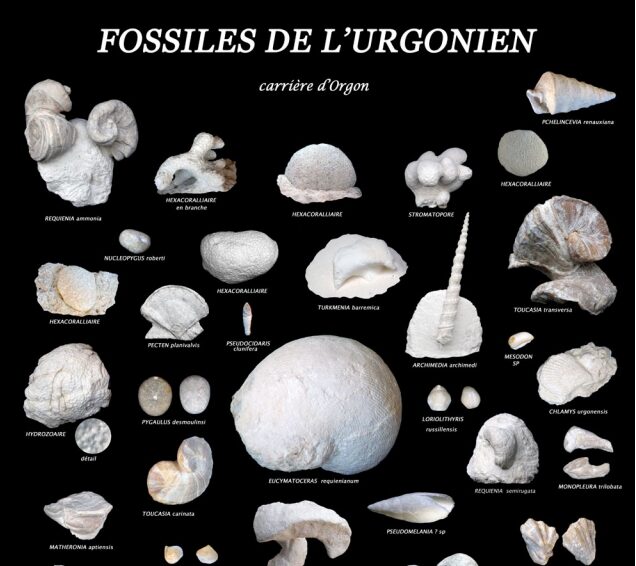 Orgon –
