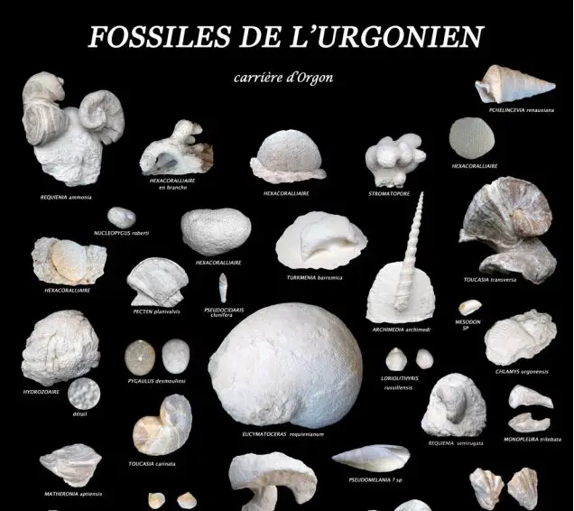 Orgon –